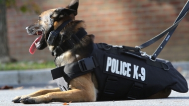 Chó nghiệp vụ Mỹ hạ gục nghi phạm gây bão mạng