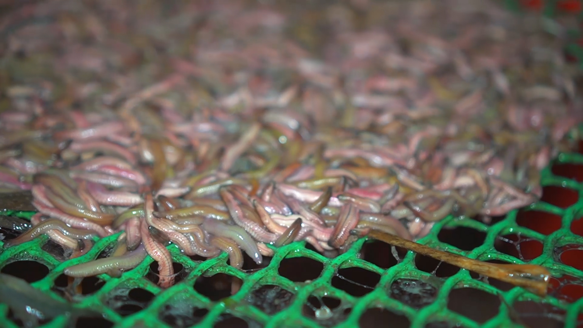 Video: Nông dân Hải Dương thu hoạch rươi xuất khẩu sang Trung Quốc