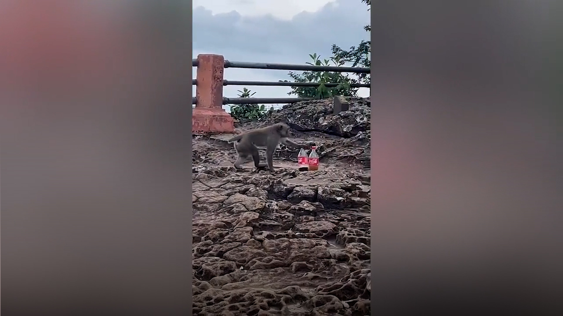 Khỉ táo tợn đánh cắp nước ngọt của du khách 