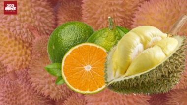 Sầu riêng rẻ như cam sành, giá chỉ 35.000 đồng/kg tại Hà Nội