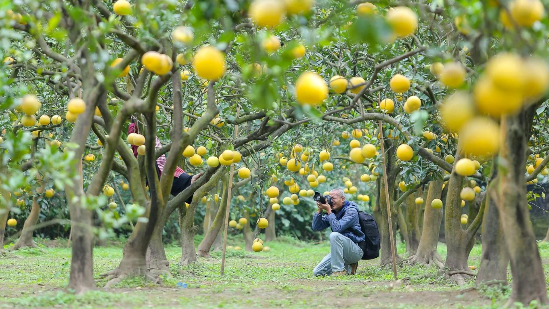 Vườn bưởi Diễn trĩu quả ở Hà Nội hút khách check-in