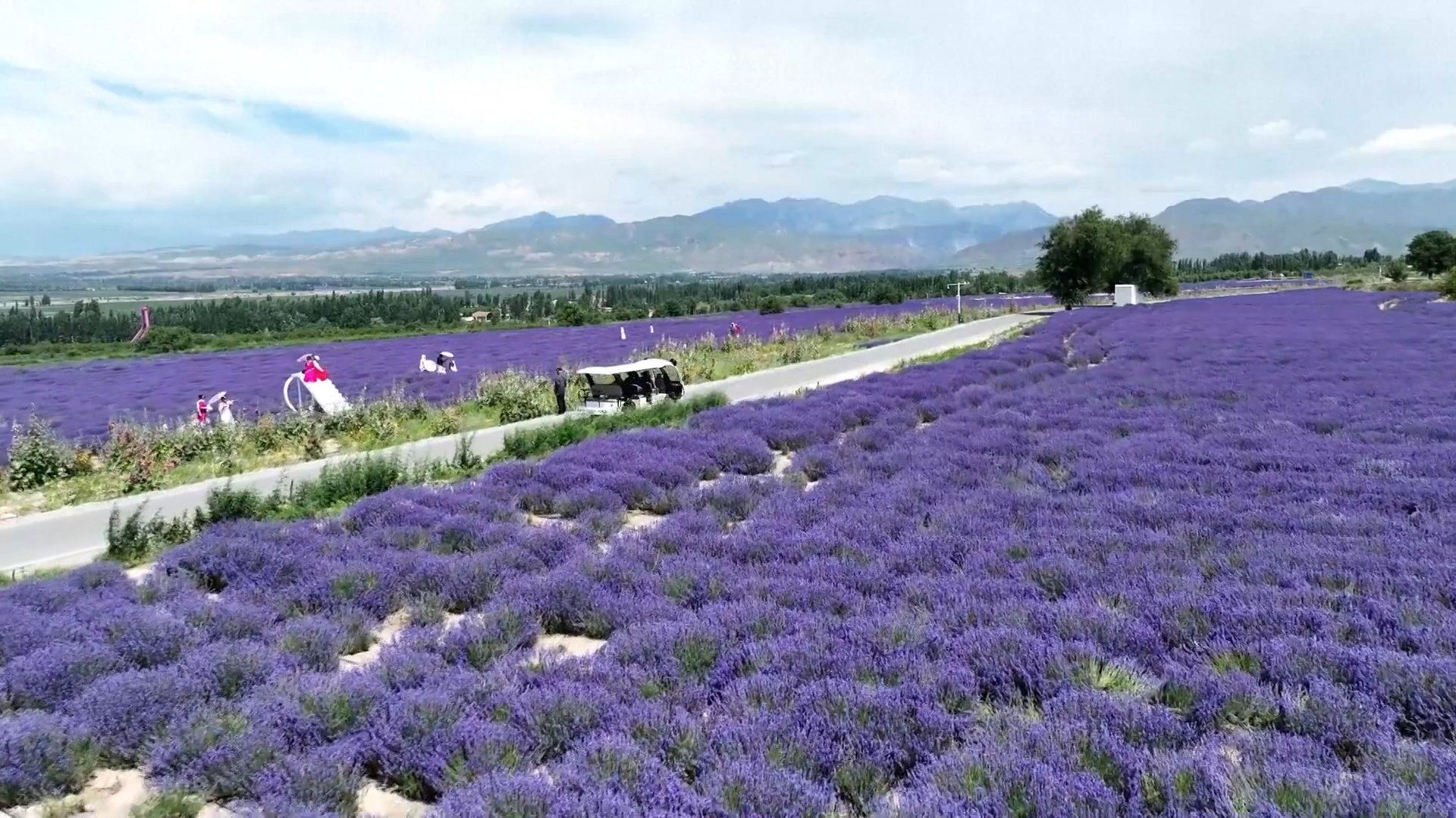 Cánh đồng bạt ngàn màu tím của hoa oải hương ở Trung Quốc