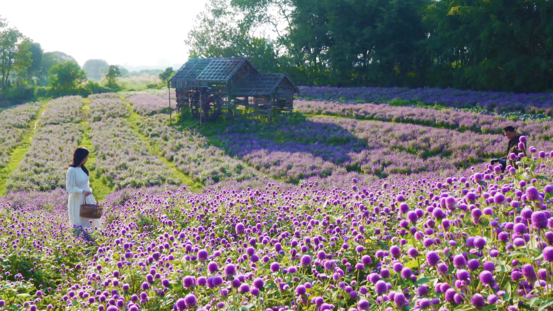 Vườn hoa bách nhật nở rộ đẹp như trời Âu thu hút giới trẻ Hà Nội