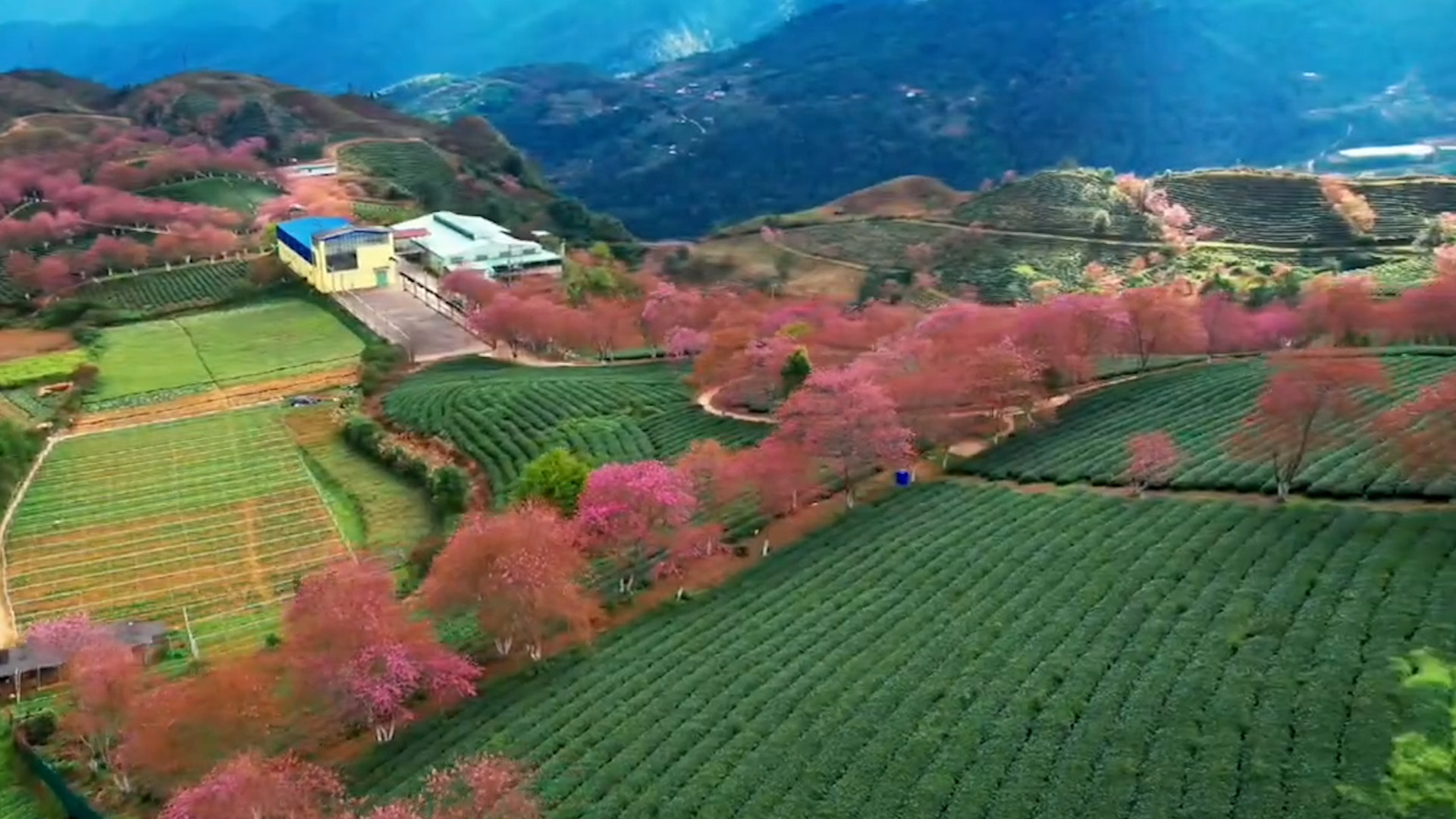 Hoa anh đào nở rộ, uốn cong như dải lụa trên đồi chè Sa Pa