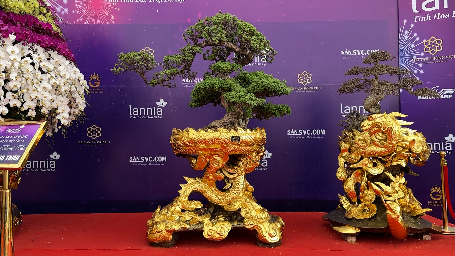 Chậu hoa giấy 'Long vân quần mộc' có gì đặc biệt?