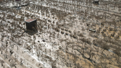 Hà Nội: Người trồng đào Nhật Tân mất trắng vụ Tết