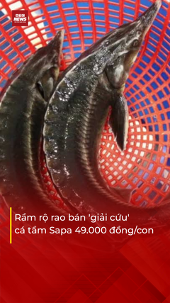 Bất ngờ loại cá 'nhà giàu' được rao bán với giá chỉ 49.000 đồng/con