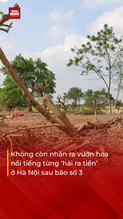 Tiêu điều vườn hoa từng 'hái ra tiền' ở Hà Nội sau bão Yagi