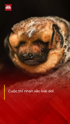 Độc lạ cuộc thi nhan sắc loài dơi dịp Halloween ở Mỹ