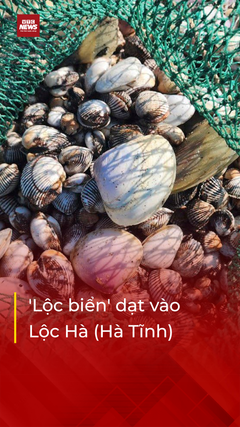 Hàng tấn 'lộc biển' dạt vào vùng biển huyện Lộc Hà (Hà Tĩnh)