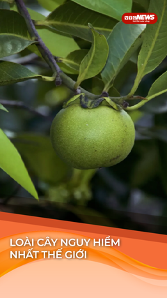 Loài cây toàn thân chứa 'kịch độc', mệnh danh nguy hiểm nhất hành tinh