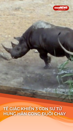 Bị 3 con sư tử 'dồn vào đường cùng', tê giác vẫn khiến kẻ đi săn cong đuôi chạy