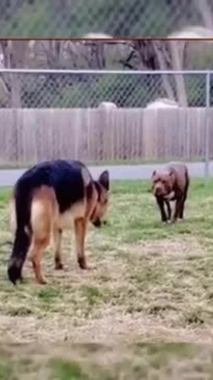 Cái kết hài hước của cuộc đối đầu giữa chó Pitbull và Becgie