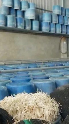 Danh tính cơ sở cung cấp giá đỗ ủ hoá chất cho Bách Hóa Xanh