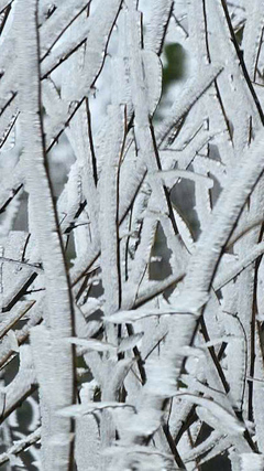 Băng tuyết phủ trắng cây cỏ trên đỉnh núi ở Y Tý