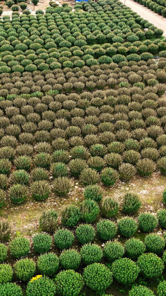 Bình Định: Hàng trăm chậu hoa cúc Tết chết cháy chưa rõ nguyên nhân