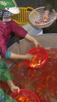 Cá chép đỏ cúng ông Công ông Táo tăng giá mạnh