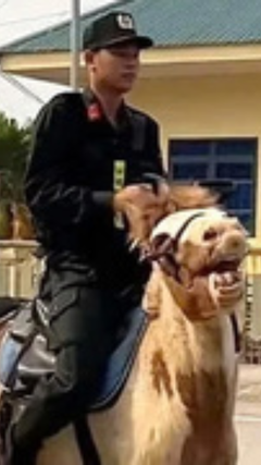 Chú ngựa nổi tiếng mạng xã hội dẫn đầu đoàn kỵ binh tập diễu hành mừng lễ 30/4