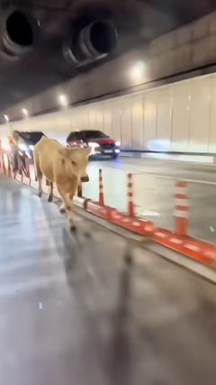 Bò nặng gần 100 kg 'đột nhập' hầm vượt sông Sài Gòn