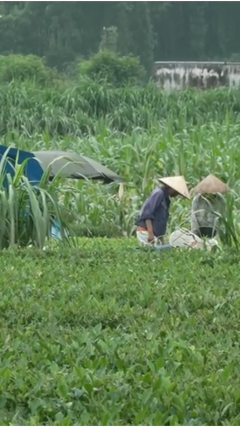 Thái Nguyên: Nông dân điêu đứng nhìn sản nghiệp bị lũ cuốn trôi 