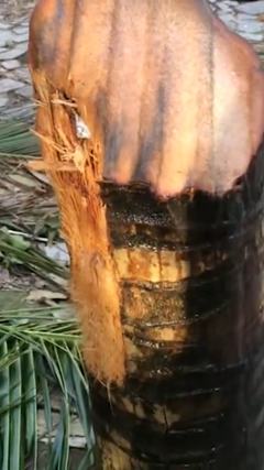 Tranh cãi video tôn bay cắt đôi cây dừa ở Đắk Lắk