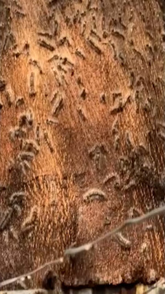 Rợn người hình ảnh sâu róm 'tấn công' nhà dân ở TP.HCM 