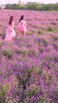 Giới trẻ Hà thành mê mẩn check-in thảo nguyên hoa bách nhật