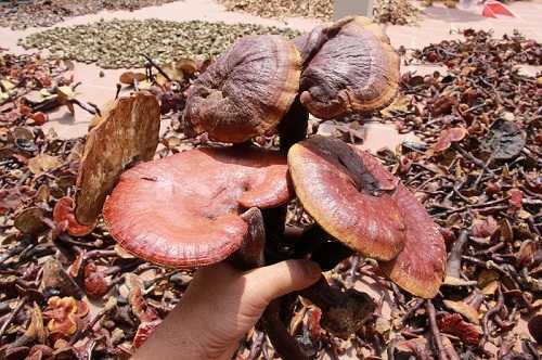 Nấm lim xanh - ‘thần dược’ cứu người ung thư, bệnh gan mọc ở đâu chất lượng nhất?