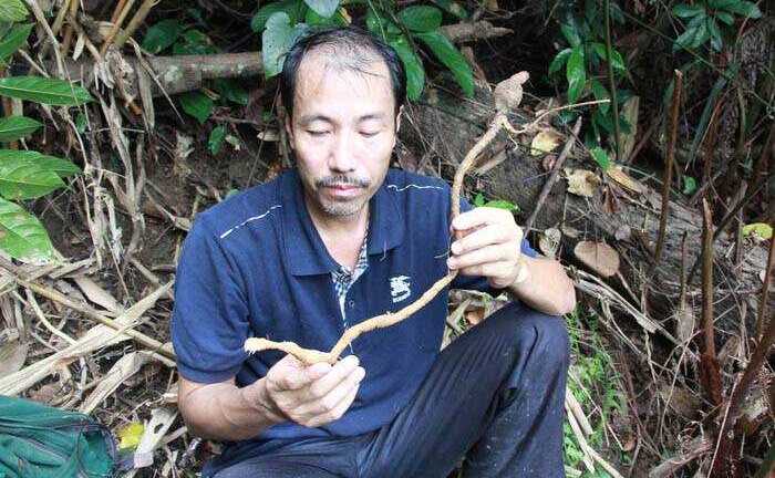 Chuyện ít biết về sâm Tiến Vua, ngâm rượu cực ngon, cực bổ