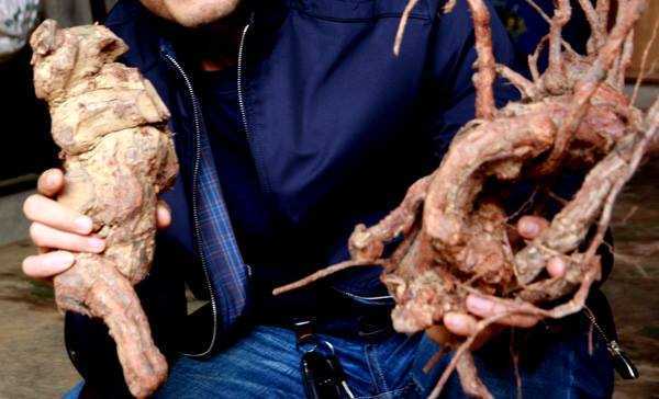 Bài thuốc khiến quý ông 'cứng như đanh' của người Dao Đỏ