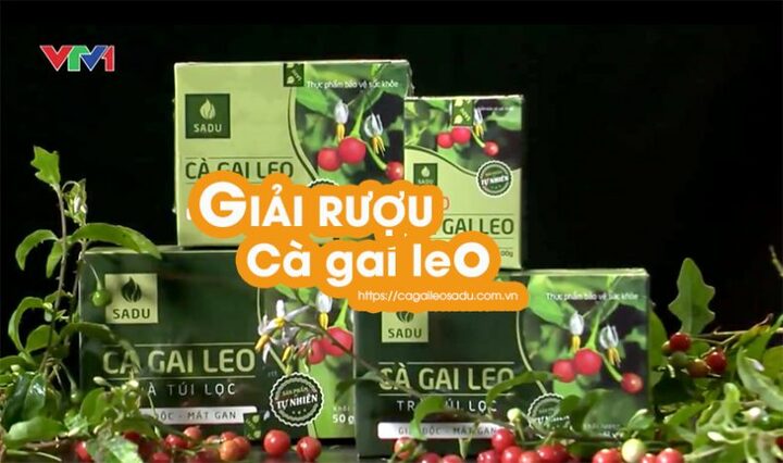 Cà gai leo giải rượu mạnh đến nỗi chỉ nhấm rễ cũng tránh được say