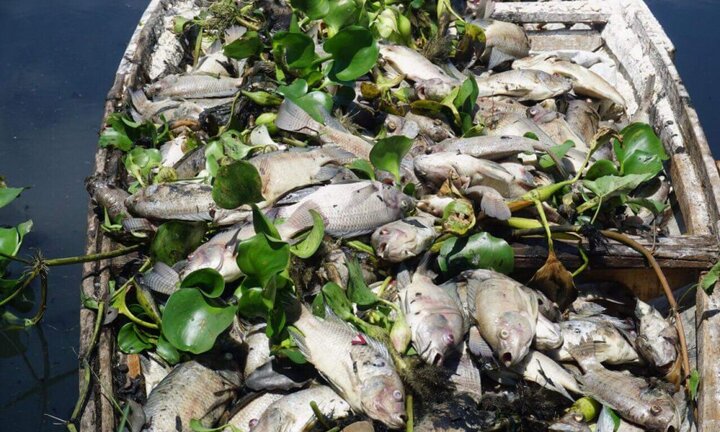 Cả tấn cá chết nổi trắng hồ điều tiết ở Đà Nẵng