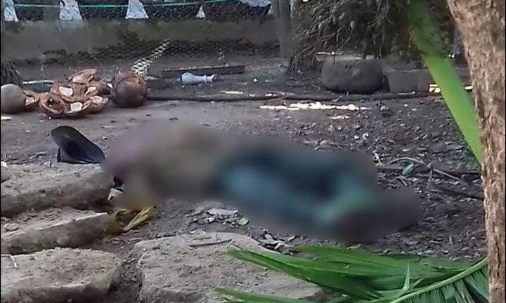 Ngã từ ngọn cau xuống đất, người đàn ông ở Quảng Ngãi thiệt mạng