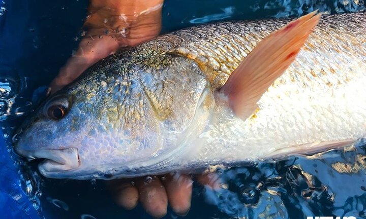 Ngư dân Đà Nẵng bắt được cá màu vàng óng rực rỡ nghi cá sủ vàng quý hiếm