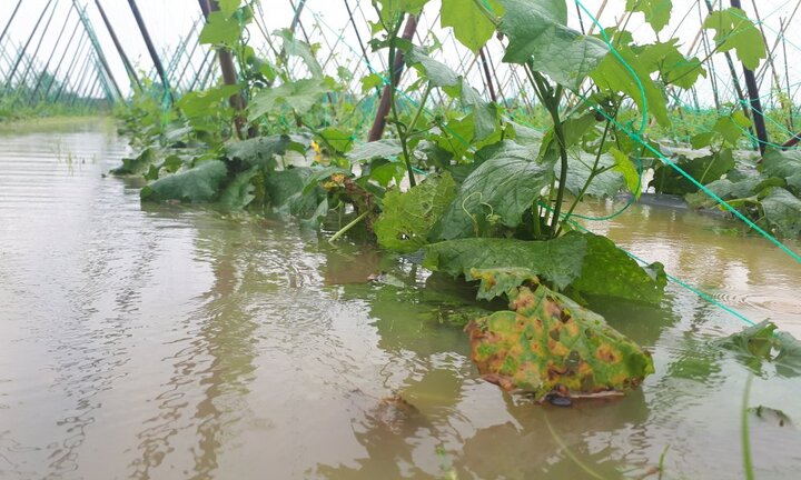 Mưa trắng trời, nông dân Quảng Nam như ngồi trên đống lửa