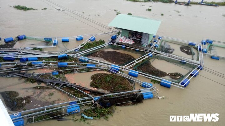 Hơn 40 lồng cá hàng tỷ đồng bị phá tanh bành ở Quảng Nam