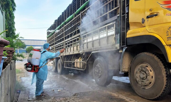 Tài xế chở lợn nhiễm virus dịch tả lợn châu Phi dừng bán ở Quảng Nam bị phạt 8 triệu đồng