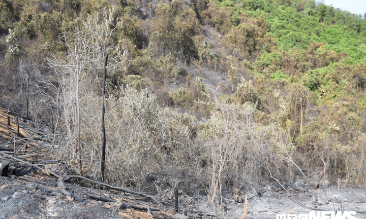 Ảnh: Xót xa rừng Quảng Nam chìm trong biển lửa suốt 22 tiếng, 107 ha keo bị thiêu rụi