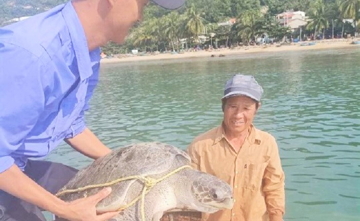 Thả rùa xanh quý hiếm mắc lưới ngư dân đảo Cù Lao Chàm về biển