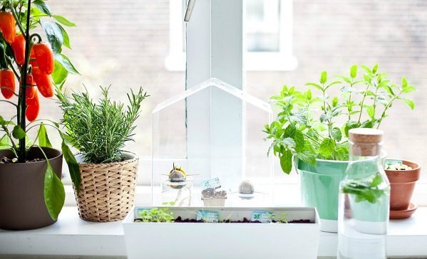 Những cây trồng hữu ích trong nhà bếp