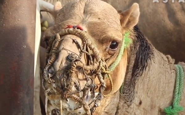 Động vật phục vụ du khách và những hình ảnh đau lòng