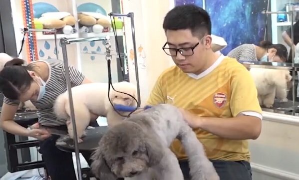 Lớp học làm đẹp cho chó ở Hà Nội