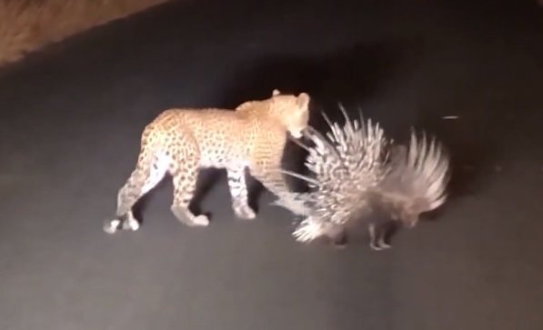 Báo đốm chào thua trước bộ lông của nhím khổng lồ