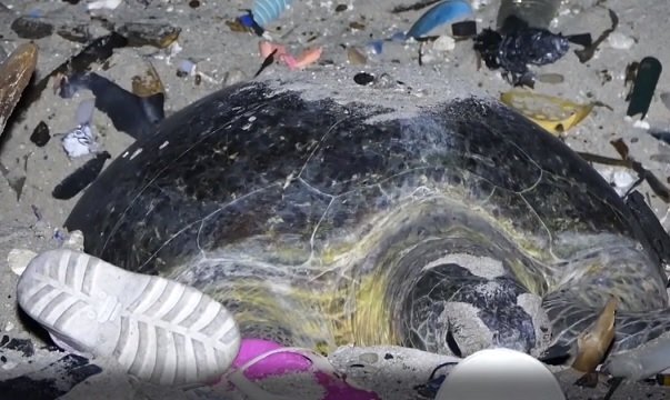 Rùa mẹ và đàn con nỗ lực sinh tồn giữa rác thải nhựa