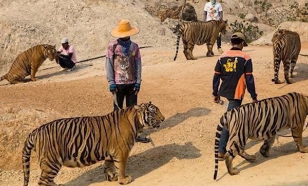Hàng chục con hổ chết khi đưa khỏi ngôi chùa Thái Lan