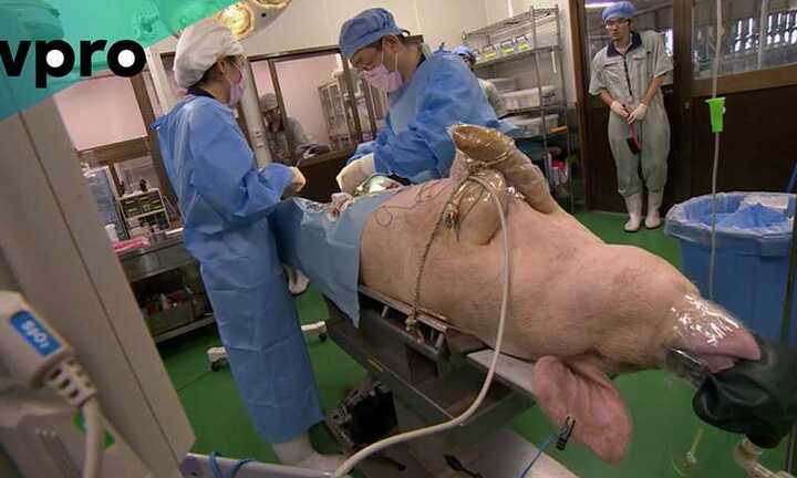 Nuôi cấy bộ phận người trong cơ thể lợn: Nỗi lo lợn trở nên giống người