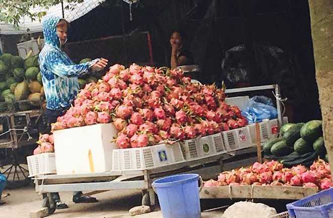 Giá rẻ bèo, thanh long ở Hà Nội vẫn đắt gấp 30 lần tại vườn