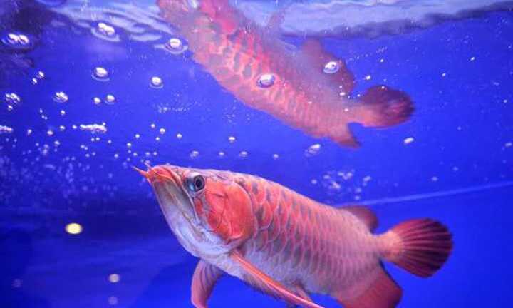 Giá chục ngàn đô, loài cá cảnh đắt nhất thế giới có gì đặc biệt?