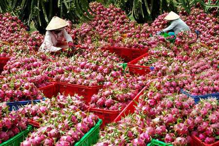 Vì sao thương lái Việt nỡ hại nông dân Việt?