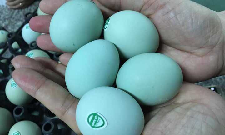 Trứng gà xanh siêu lạ: Tiêu thụ hơn 10.000 quả mỗi ngày